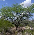 Velvet mesquite tree