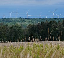 Wind turbines poking out of the forest in the background of a tallgrass field.