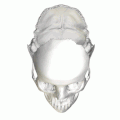 Human skull seen from above (parietal bones have been removed). Basilar part shown in red.