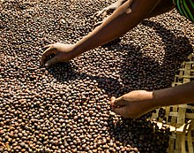Person sorting coffee beans in Ethiopia
