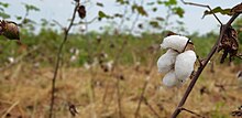 Cotton in Uganda