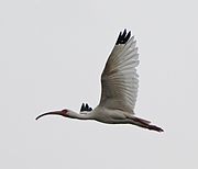 An American White Ibis flying at Brazos Bend State Park, July 2010.