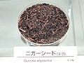 Samen von Guizotia abyssinica