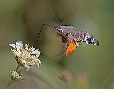 Hummingbird hawk moth (Macroglossum stellatarum) in flight