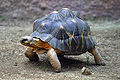 Strahlenschildkröte (Astrochelys radiata) eine Landschildkröte mit kuppelförmigem Carapax