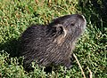 10-day-old baby nutria