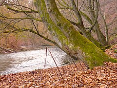 Blick auf die Wupper: Waldhang rechts im Naturschutzgebiet „Wupperhang zwischen Fuchskuhl und Unterholzer Bach“