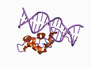 1cit: DNA-BINDING MECHANISM OF THE MONOMERIC ORPHAN NUCLEAR RECEPTOR NGFI-B