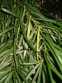 Steineibe (Podocarpus macrophyllus) Steineibengewächse (Podocarpaceae)