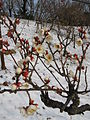 Weiße Büten von Prunus mume im Schnee