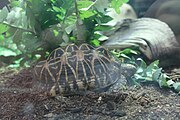 Turtle in Saito Centre
