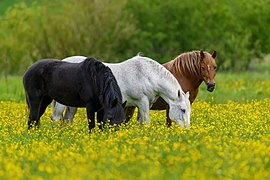 Three horses (SDG 15)