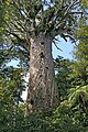 Image 50Tāne Mahuta, the biggest kauri (Agathis australis) tree alive, in the Waipoua Forest of the Northland Region of New Zealand. (from Conifer)