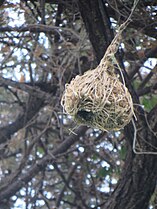 Hanging nest, Hargeysa, Somaliland, July 2019.
