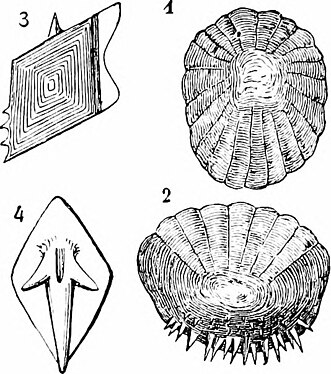 Fish scales: 1. cycloid scale; 2. ctenoid scale; 3. placcoid scale; 4. ganoid scale