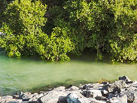 Mangroves at Mangrove National Park, near Al Qurm Corniche on Sheikh Zayed Bin Sultan Street in the eastern part of the city[27]