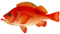 Atlantic redfish = Rødfisk