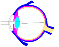 This svg file was configured so that the rays, diaphragm and crystalline lens are easily modified[71]