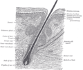 A hair follicle with associated structures