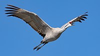 Sandhill crane in flight at the Llano Seco Unit of the Sacramento National Wildlife Refuge Complex, California, USA
