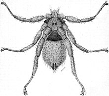 A drawing of a small insect with spider-like legs