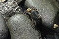 Yellow Shore crab (Hemigrapsus oregonensis) found in shallow intertidal areas[47]
