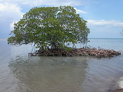 Mangrovenbaum auf Kuba