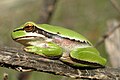 Hyla savignyi tree frog