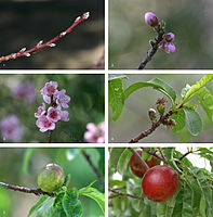 The development sequence of a typical drupe, the nectarine (Prunus persica) over a 7.5-month period, from bud formation in early winter to fruit ripening in midsummer