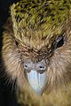 Kākāpō – New Zealand night parrot