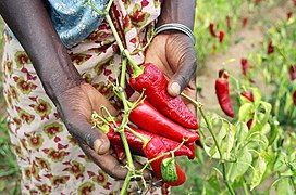 Paprika pepper farmer in Tanzania