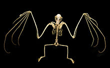 An articulated bat skeleton on a black background.
