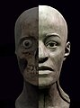 Forensic reconstruction of a young woman (20-25), from the Aksay I cemetery, kurgan 9, burial 6, Late Bronze Age, Srubnaya culture.[17]