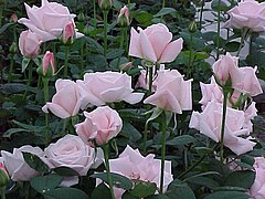 Hybrid Tea Rose - Rosa 'Lady Diana'
