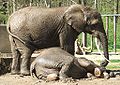 Afrikanische Elefanten (Haltung 2013 beendet)