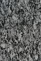 Polierte Steinoberfläche des Serizzo (Gneis), Schweiz, (Muster ca. 25 × 15 cm)