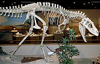 Albertasaurus