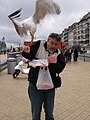 European herring gull stealing food from a man's hand