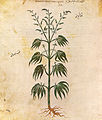 Folio 167v, Cannabis sativa (hemp)