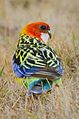 The eastern rosella may be easily recognised by its distinctive back plumage.