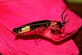 Firefly in Hoover, Alabama
