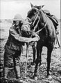 Ein AEF-amerikanischer Soldat demonstriert die Gasmasken für Mann und Pferd, um 1918
