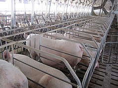A row of cages made of large, widely spaced metal bars with no tops but with two long straps running over the pigs' heads and forequarters. In each cage, nearly filling the available space, is a large pink pig, facing away from the camera. One pig is standing, showing a large belly with several prominent teats. In front of the row of pigs is a cement area followed by another row of pigs facing them; a piece of paper is clipped to a string above each pig's head. Traces of blue markings are visible on the hindquarters of some pigs. A large three-bladed fan sits still over the row of pigs, and light filters in from some distance in front of the pigs, possibly obscuring another row of pigs. The floor is slatted, and chunks of excrement are visible.