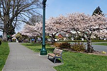 A city park with a sidewalk, bench, lights, and several trees in bloom with pink flowers