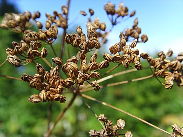 Seed heads in late summer