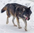 Wolf at Kolmården Wildlife Park