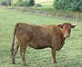 Limousin Kuh in der Nähe von Fronhofen