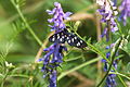 Nine-spotted moth sitting on tufted vetch