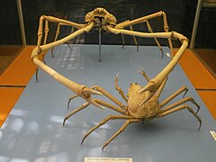 Japanese spider crabs