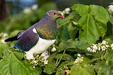 large green, purple and white pigeon perched in foliage